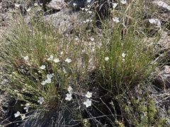 Eremogone ferrisiae