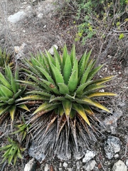 Agave kerchovei