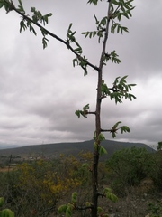 Bursera esparzae