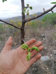 Bursera esparzae