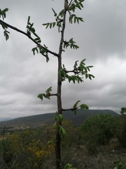 Bursera esparzae
