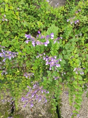 Scutellaria tashiroi