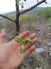Bursera esparzae