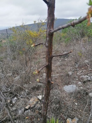 Bursera esparzae