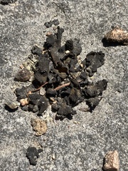 Lathagrium undulatum