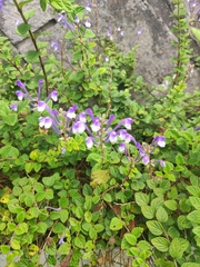 Scutellaria tashiroi