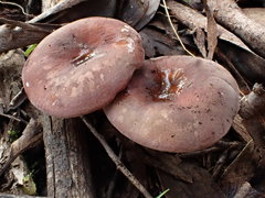 Russula purpureoflava