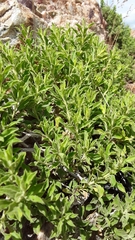 Ericameria discoidea