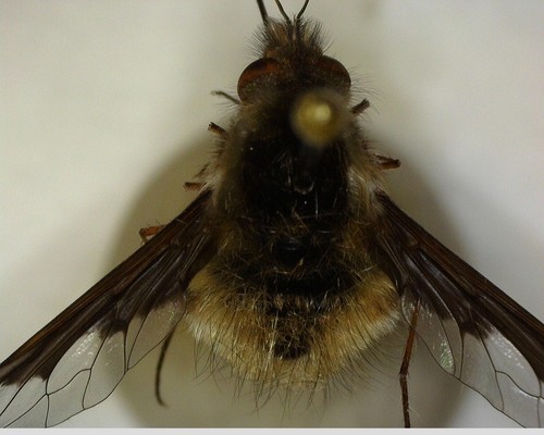 iNaturalist observation photo of Greater Bee Fly