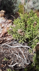Ericameria discoidea