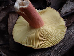 Russula purpureoflava