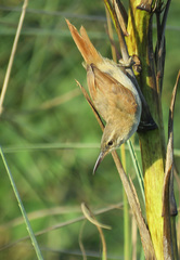 Limnoctites rectirostris