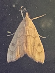 Scybalistodes periculosalis