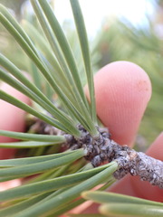 Pinus balfouriana