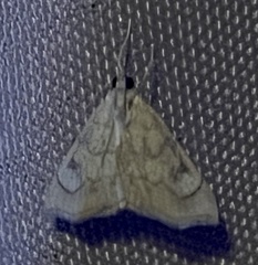 Scybalistodes periculosalis