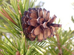Pinus balfouriana