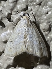 Scybalistodes periculosalis