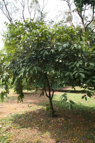 Genus Afrostyrax · iNaturalist