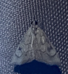 Scybalistodes periculosalis