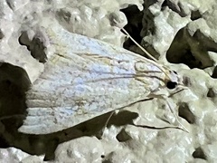 Scybalistodes periculosalis