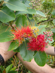 Metrosideros collina