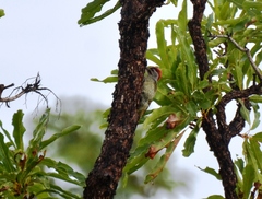 Campethera punctuligera