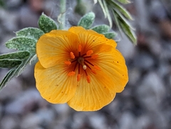 Kallstroemia grandiflora