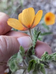 Kallstroemia grandiflora