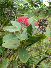 Metrosideros collina