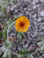 Kallstroemia grandiflora