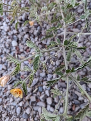 Kallstroemia grandiflora