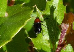 Cryptocephalus sanguinicollis