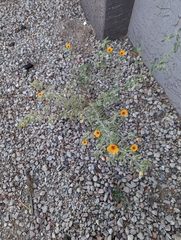 Kallstroemia grandiflora