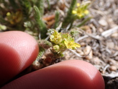 Ivesia campestris