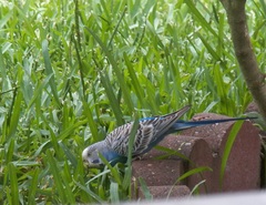 Melopsittacus undulatus domesticus