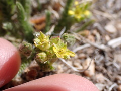 Ivesia campestris