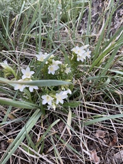 Polemonium brandegeei