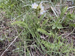 Polemonium brandegeei