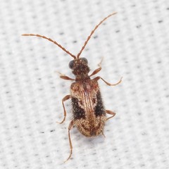 Ptinus texanus
