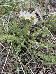 Polemonium brandegeei