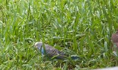 Melopsittacus undulatus domesticus