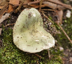 Russula iterika