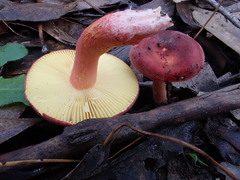 Russula purpureoflava
