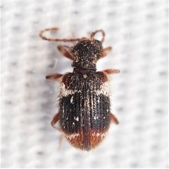 Ptinus bimaculatus