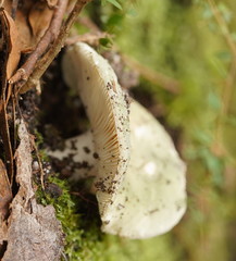 Russula iterika