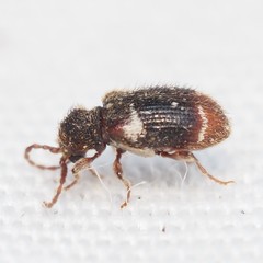 Ptinus bimaculatus