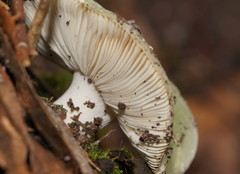 Russula iterika