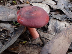 Russula purpureoflava