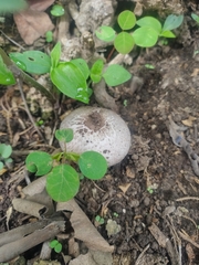 Agaricus