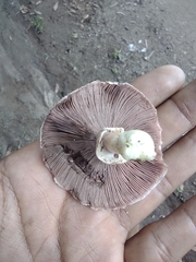 Agaricus